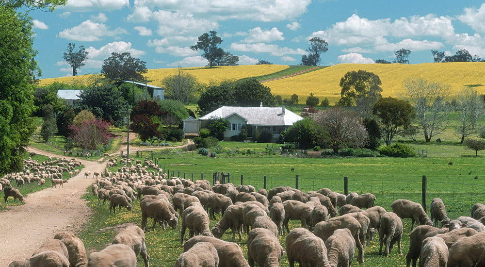 Rural landscape showing a homestead and a field of sheep in the foreground