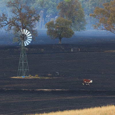 Livestock farm showing a windmill in the field.