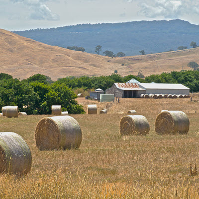 Round hay bales in a field