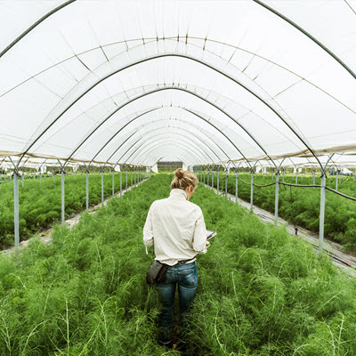 Woman attending crops in a polytunnel