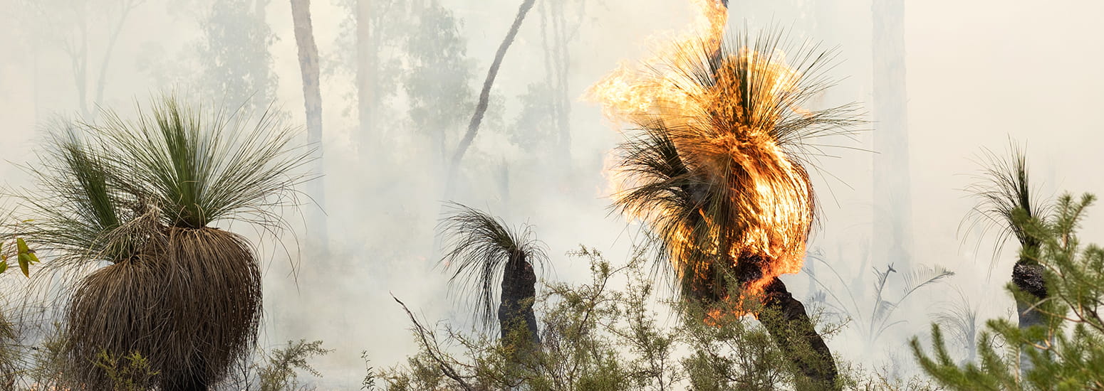 Australian grass tree on fire during a bushfire