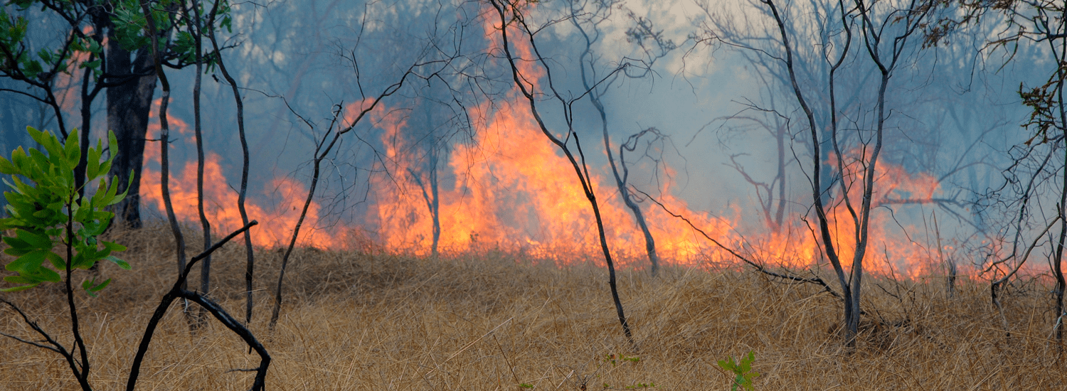 Protecting your home and family our guide to essential bushfire preparation
