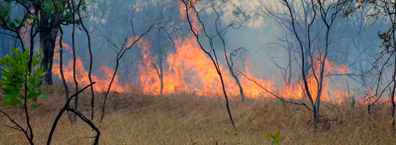 Protecting your home and family our guide to essential bushfire preparation