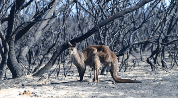 kangaroo in bush fire-affected landscape