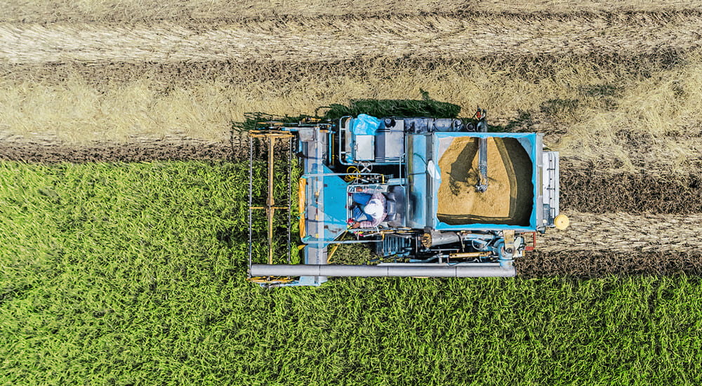 Aerial top view harvester machine working in rice fields