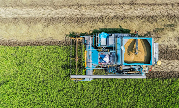 Aerial top view harvester machine working in rice fields