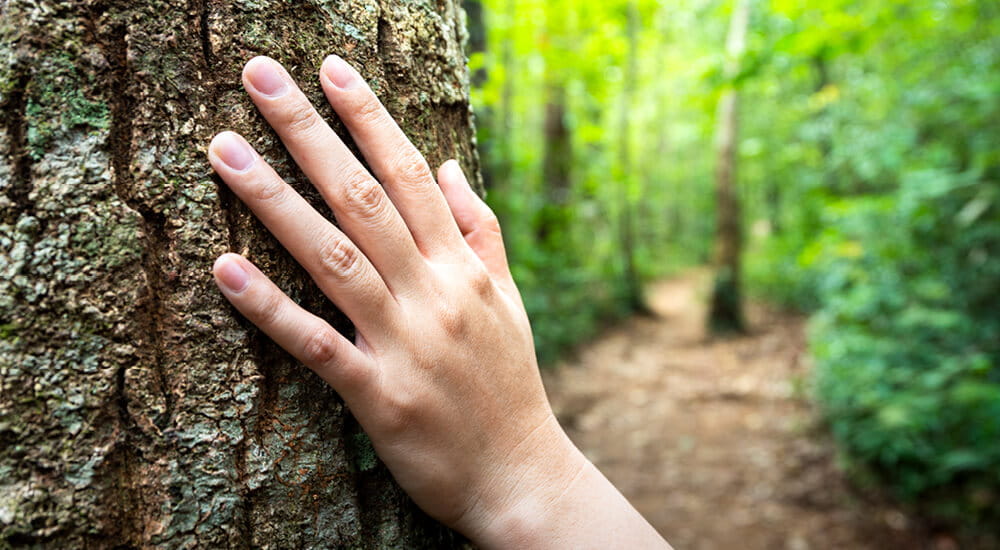 Adult hand on tree trunk on woodland path