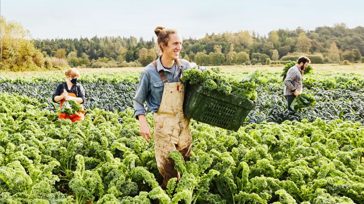 A group of workers on a kale farm