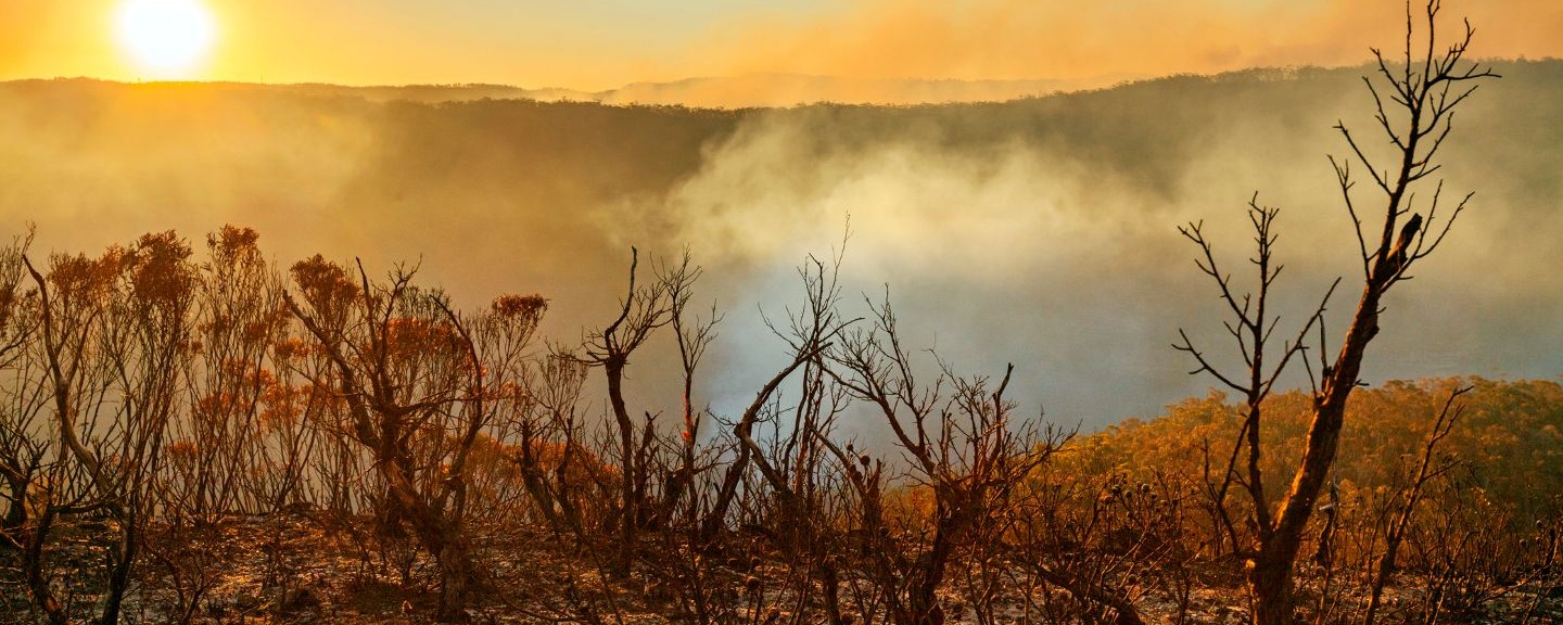 Charred trees and burnt ground in a bushfire-affected landscape, with smoke rising from forested hills in the background
