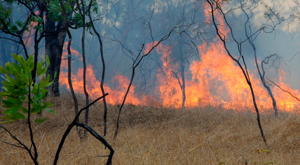 Bushfire
