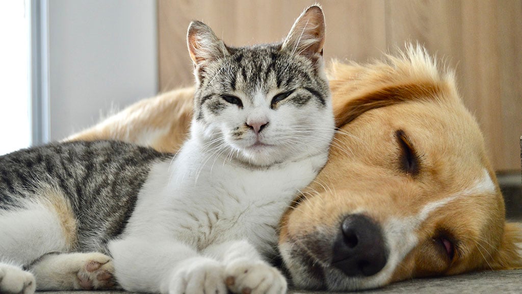 A cat and dog resting together indoors, representing pet-friendly living in a rental home