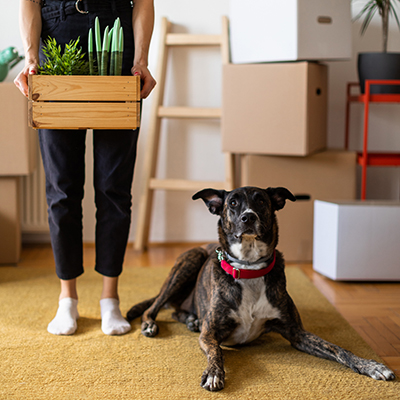 Dog sitting on floor next to its owner while they are surrounded by moving boxes