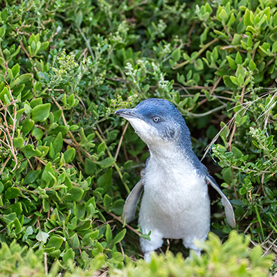 Baby penguin