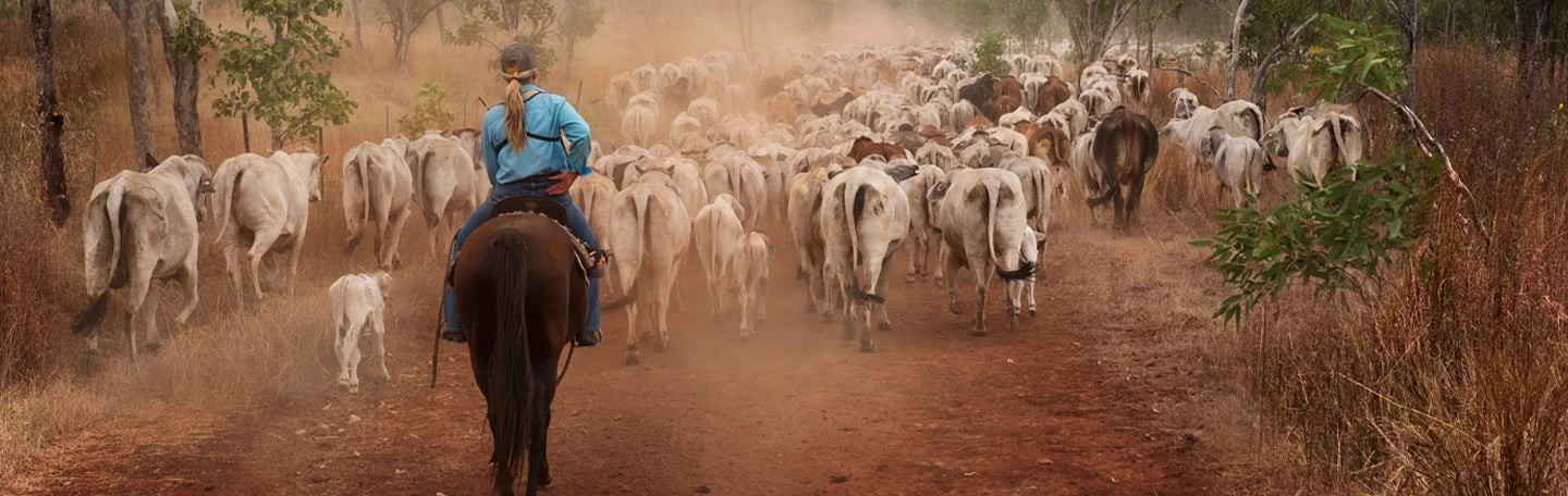 Farmer riding horseback herds cows down dusty dirt road