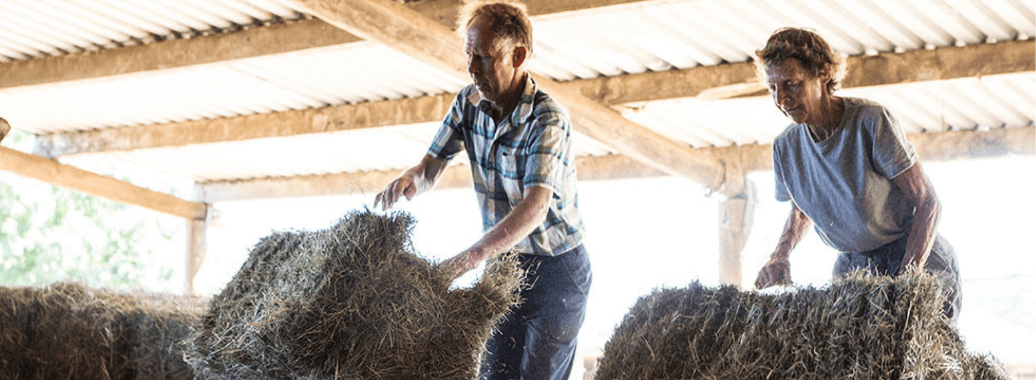 Two farmers stacking hay bales in a barn