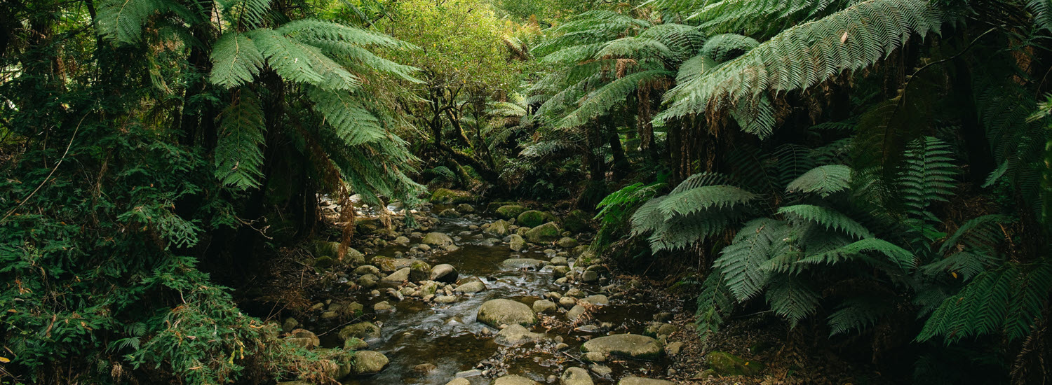 Lush green forest, Victoria, Australia