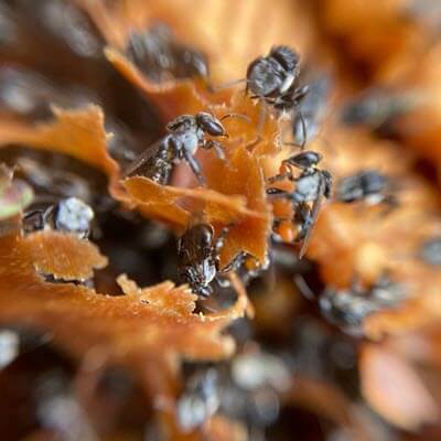 PlantingSeeds - sustainability program striving toward the conservation of biodiversity and our environment.