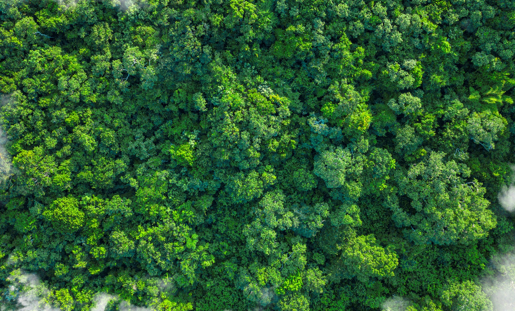 greenwashing